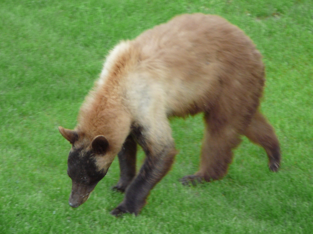 bear.jpg